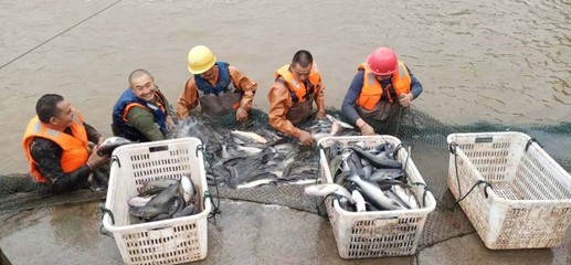 井研 打造“绿色健康养殖”新典范，领航水产品养殖高质量发展
