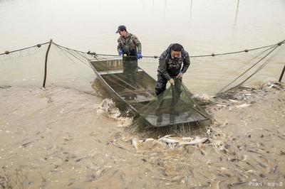 2020年水产养殖补贴政策解析 补贴标准与条件一览