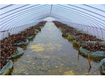 水产养殖大棚 未来水产业可持续增产的新探索